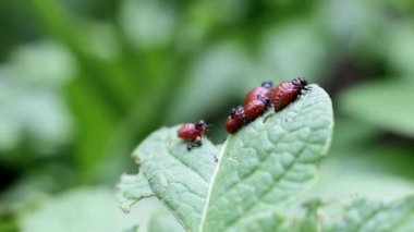 Kolorado patates böceği patates yaprağı, patates hasarı, makro