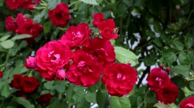 Çalı kırmızı gül doğada, büyük çiçekler, arka plan