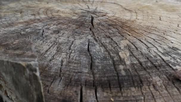Sprucken trä på en stubbe, bakgrund. Kopiera utrymme för text — Stockvideo