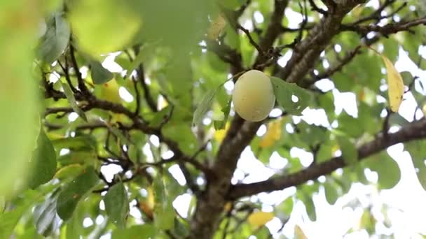 Pflaumenbaum, auf dem gelbe Pflaumen wachsen, sonniger Sommertag, Hintergrund — Stockvideo