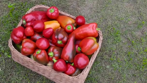 Meerkleurige paprika 's in een mandje op het gras. Het concept van vers geteelde groenten, vitaminen. Landbouw en landbouw, kopieerruimte voor tekst — Stockvideo