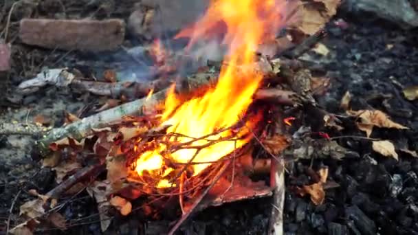 Het ontsteken van een vuur in het bos door een man. Picknick en outdoor recreatie, achtergrond, brandhout — Stockvideo