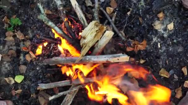 Het ontsteken van een vuur in het bos door een man. Picknick en outdoor recreatie, achtergrond, brandhout — Stockvideo