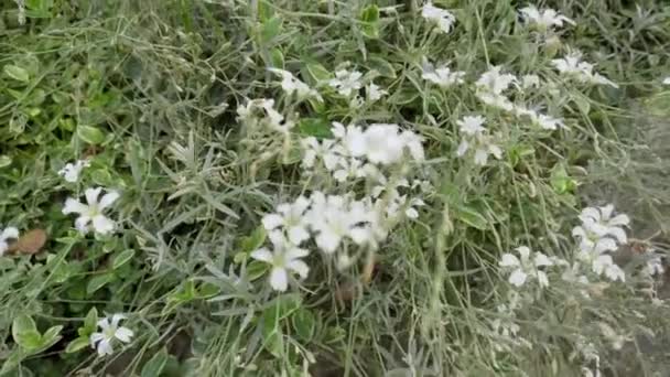 Planta con flores de clavel blanco, fondo, decoración — Vídeos de Stock