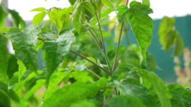 Sonbaharda yeşil bir bitkinin yapraklarından yağmur yağar. Kötü hava, arka plan, yavaş çekim