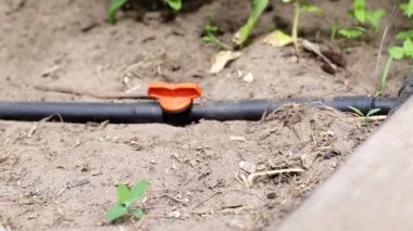 Seradaki bitkiler damlama sulama kullanılarak sulanır. Tarım ve endüstriyel sulama için modern ekipman