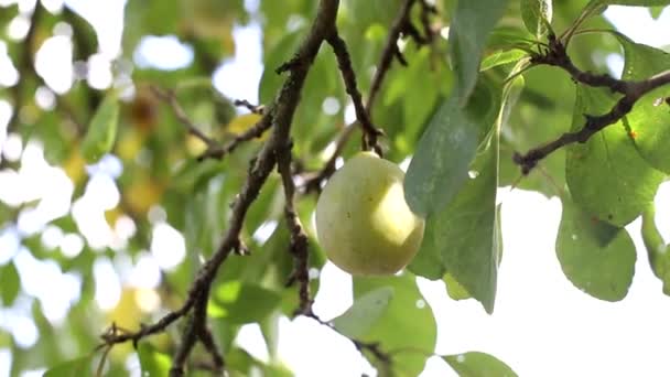 Pflaumenbaum, auf dem gelbe Pflaumen wachsen, sonniger Sommertag, Hintergrund — Stockvideo