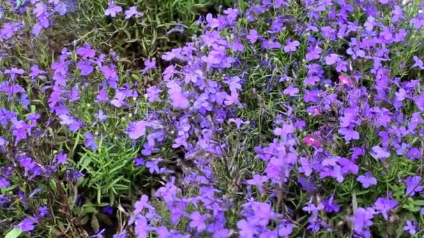 Paarse bloemen groeiend tapijt, achtergrond, mooi — Stockvideo