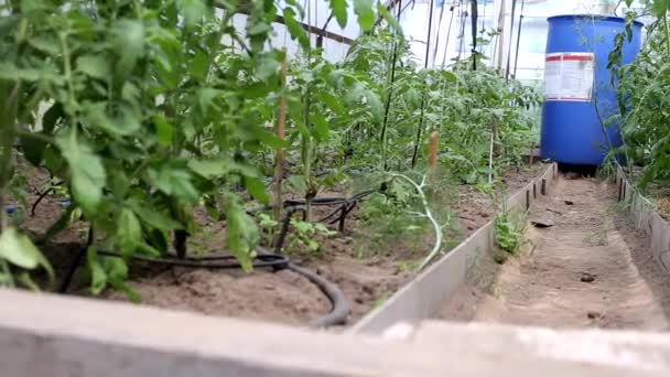 온실에 있는 식물들은 물방울을 이용하여 물을 공급받는다. 농업, 산업에서의 관개를 위한 현대 장비 — 비디오