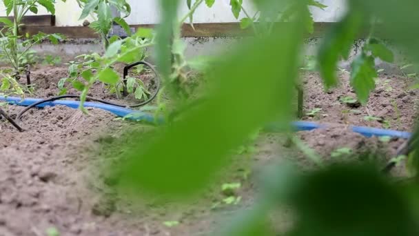 Tomat di rumah kaca disiram menggunakan irigasi tetesan. Sistem irigasi modern dalam pertanian dan budidaya sayur, industri — Stok Video