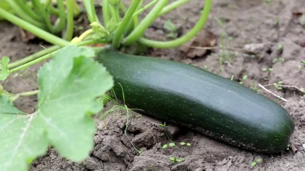 Green squash plant. Zucchini grown in the country, background, vegetable — Stock Video