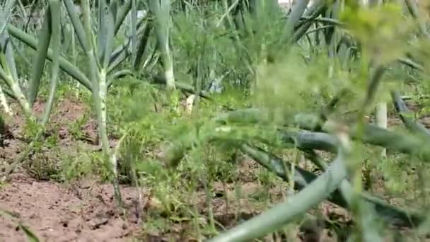 Cultivando cebollas verdes en el jardín. El concepto de agricultura y agricultura. Plumas de cebolla frescas y jugosas, naturales — Vídeo de stock