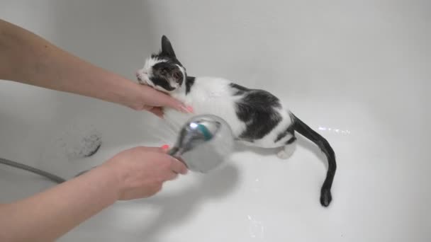 Meisje wast een huisdier kat in de badkamer met behulp van de douche thuis. Verzorging. Dierverzorging. Reinheid en hygiëne. — Stockvideo