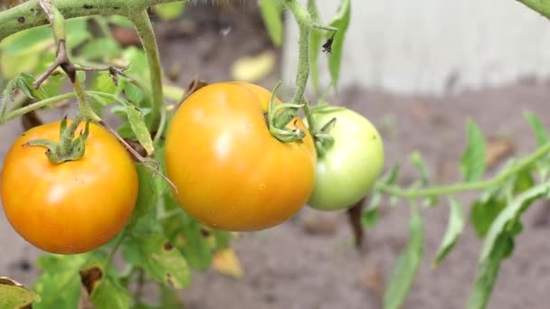 Grandes tomates amarelos pendurados nos ramos da planta. Cultivo de legumes naturais na horta, fundo, agrícola — Vídeo de Stock