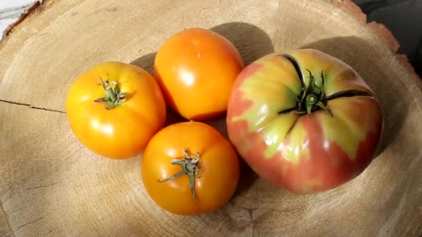 Naturligt odlade tomater i trädgården. Rosa och gula tomater på en trä bakgrund, en användbar grönsak, jordbruk — Stockvideo
