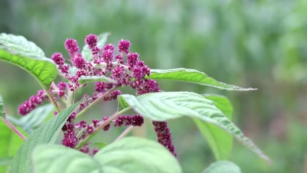 Amaranth λουλούδι με κόκκινη πλεξούδα, φόντο, βοτανική — Αρχείο Βίντεο