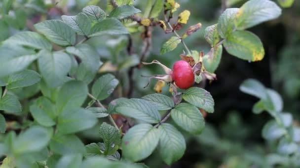 Heilende und nützliche Pflanzen Hagebutten, Hintergrund, therapeutische — Stockvideo