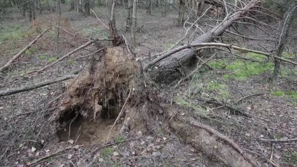 Un árbol derribado por sus raíces en el bosque, un huracán. Naturaleza en el bosque, tormenta — Vídeos de Stock