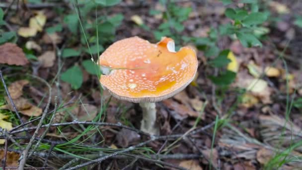 秋に森の中で成長するオレンジ色の毒キノコフライアリアック、クローズアップ — ストック動画