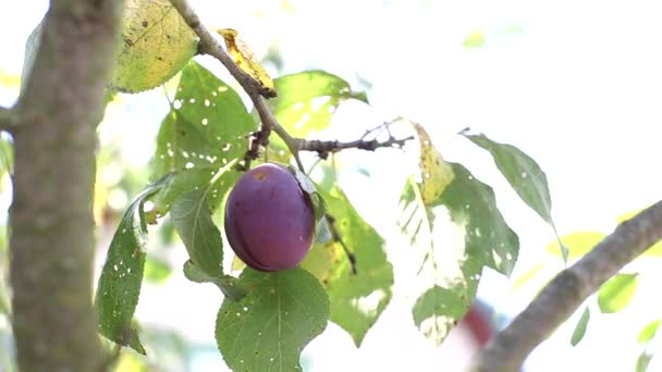 Дерево, на якому ростуть сливи Вайлет, сонячний літній день, тло — стокове відео