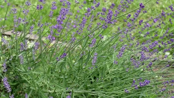 Beautiful big bush of lavender flowers, background, aroma — Stock Video