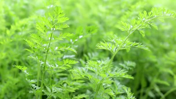 Hauts de feuilles de carotte poussant dans le jardin, verts, fraîcheur — Video