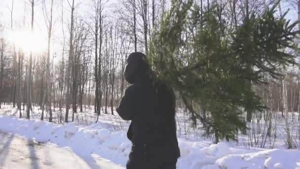 Um homem carrega uma árvore de Natal para casa através da floresta contra o pano de fundo do sol. Bela natureza de inverno se preparando para o feriado de Ano Novo, câmera lenta — Vídeo de Stock