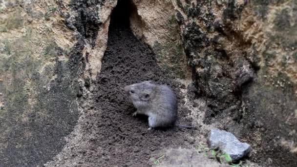 Eine kleine graue Maus, eine Wühlmaus, klettert und klettert aus ihrer Höhle. Nagetiere leben in der Natur — Stockvideo