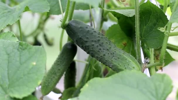 Färska och inlagda gurkor växer i trädgården en solig dag, sommar. Odla naturliga grönsaker i trädgården — Stockvideo