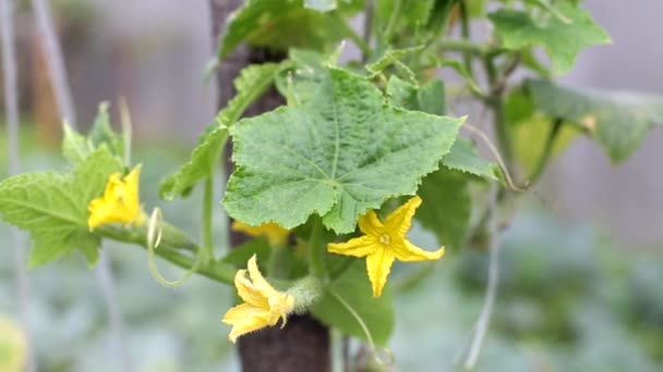 Pepinos frescos e em conserva crescem no jardim em um dia ensolarado, verão. Cultivando legumes naturais no jardim — Vídeo de Stock