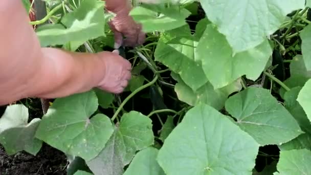 Wanita itu mengumpulkan mentimun dari kebun. Menanam sayuran di kebun — Stok Video