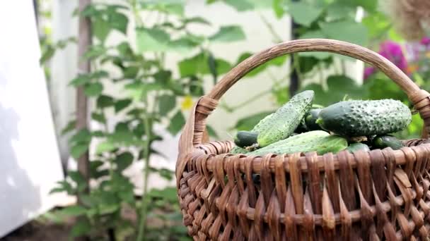 Colhendo pepinos do jardim em uma cesta no país. Vegetais naturais cultivados no chão, fundo, espaço de cópia para texto, ao ar livre — Vídeo de Stock