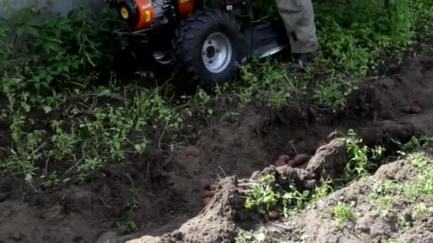 Un uomo che utilizza un trattore walk-behind fa solchi nel terreno per piantare patate, economia rurale, all'aperto — Video Stock