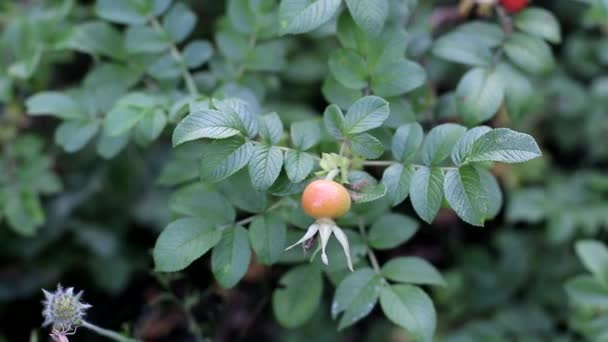 Healing and useful plant rose hips, background, therapeutic — Stock Video