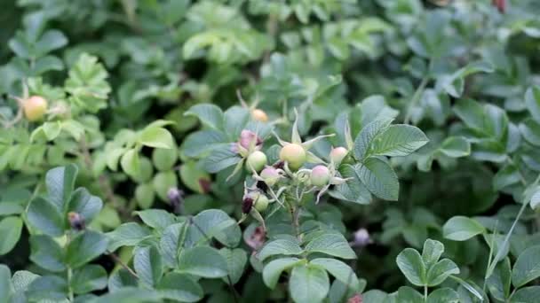 Healing and useful plant rose hips, background, therapeutic — Stock Video