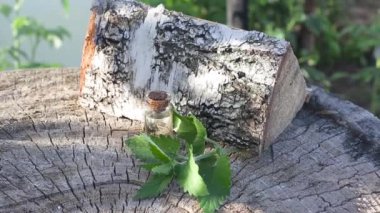 Huş ağacının arka planında şifalı limon yağı içeren bir şişe. Antispazmik ve ağrı kesici etki, terapi fizyoterapisi, aromaterapi.