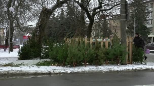 City bazaar market for sale of Christmas trees for the New Year in BOBRUISK, BELARUS 12.30.18. People look, choose and buy a natural live fir-tree in the center of the town. Holidays and celebrations — Stock Video