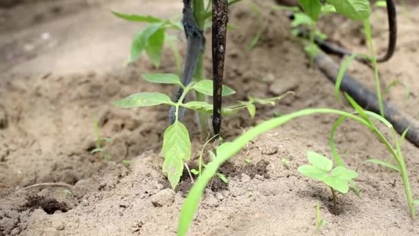 Pomidory w szklarni podlewa się za pomocą nawadniania kroplowego. Nowoczesny system nawadniania w rolnictwie i uprawie warzyw, przemysł — Wideo stockowe