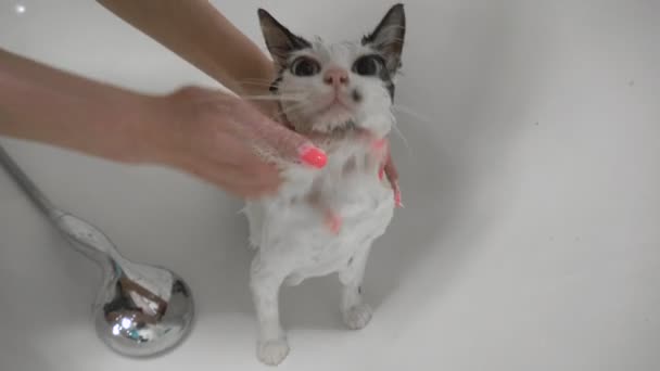 Meisje wast een huisdier kat in de badkamer met behulp van de douche thuis. Verzorging. Dierverzorging. Reinheid en hygiëne. — Stockvideo