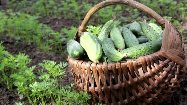 Cueillir les concombres du jardin dans un panier à la campagne. Légumes naturels cultivés sur le sol, fond, espace de copie pour le texte, extérieur — Video