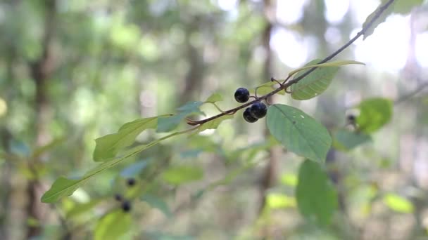 Лесные ядовитые растения волчьи ягоды. Черные фрукты, растущие на кустах, лекарственные, фон — стоковое видео