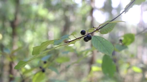 Foresta velenosa pianta bacche di lupo. Frutto nero che cresce su cespugli, medicinale, sfondo — Video Stock