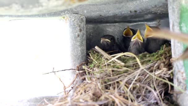 美しい小さな鳥が巣に飛び、餌を与えます。巣の中に黄色の口を持つ小さな雛,背景,テキストのためのコピースペース — ストック動画