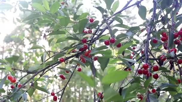 Árvore de fruto de cereja com baga doce e saborosa vermelha. Crescimento natural de frutas na horta, fundo — Vídeo de Stock