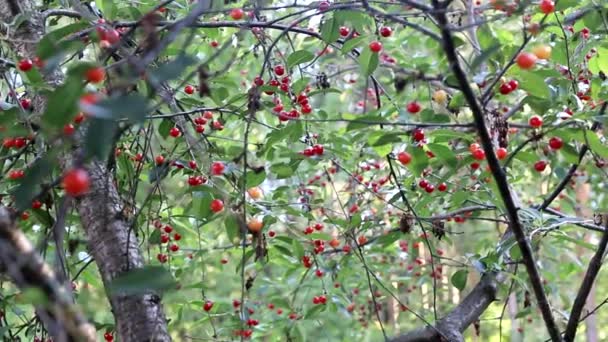 Kirschbaum mit roten süßen und schmackhaften Beeren. Natürlicher Anbau von Obst im Gemüsegarten, Hintergrund — Stockvideo
