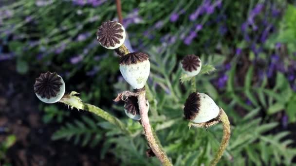 Papaver hoofden groeien in de zomer in de tuin, achtergrond, macro — Stockvideo