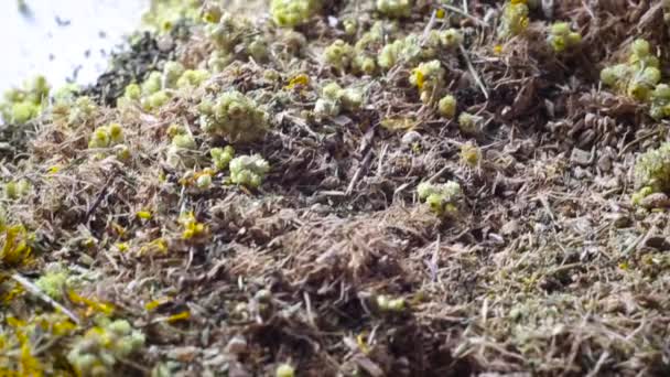 Medicinal collection of dried herbs. Traditional medicine treatment, chamomile and immortelle flowers, background — Stock Video