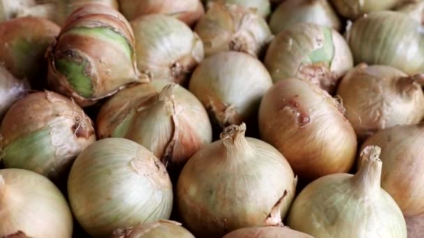 Fundo de cebolas amarelas. Vegetais saudáveis para cozinhar, espaço de cópia para texto — Vídeo de Stock