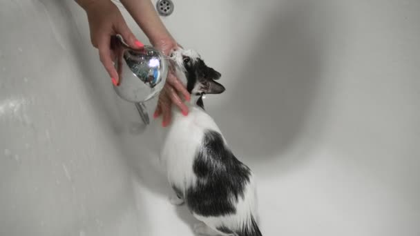 Ragazza lava un gatto domestico in bagno utilizzando la doccia a casa. Curare. Cura degli animali. Pulizia e igiene. — Video Stock