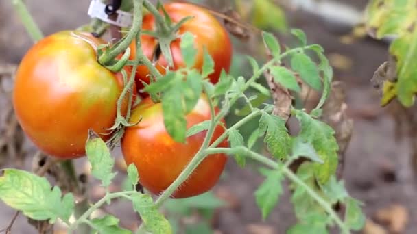 Μεγάλες κόκκινες ντομάτες κρέμονται από τα κλαδιά του φυτού. Καλλιέργεια φυσικών λαχανικών στον κήπο με τα λαχανικά, φόντο — Αρχείο Βίντεο